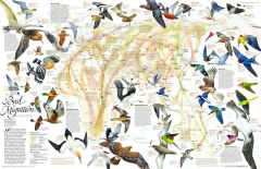 Bird Migration Eastern Hemisphere  -  Published 2004 Map